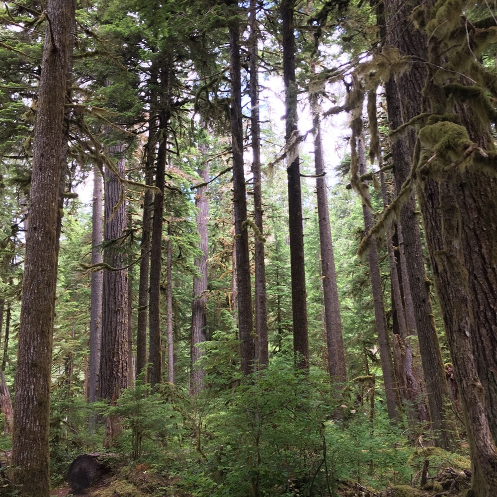 Meet your Posher, Linh